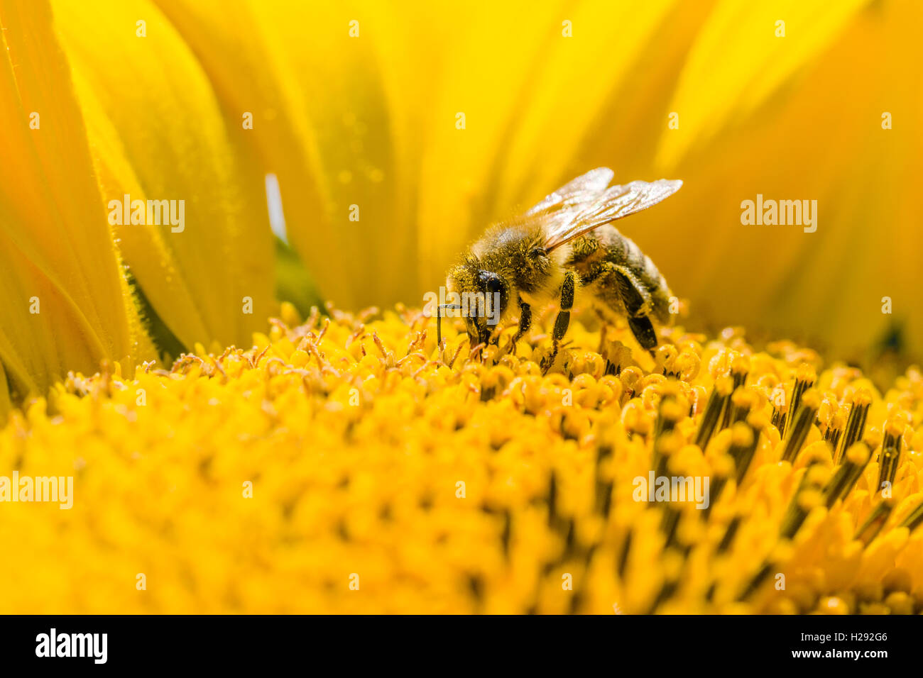 Miele Carniolan bee (Apis mellifera Carnica) è la raccolta di nettare in corrispondenza di un comune girasole (Helianthus annuus) blossom, Sassonia Foto Stock