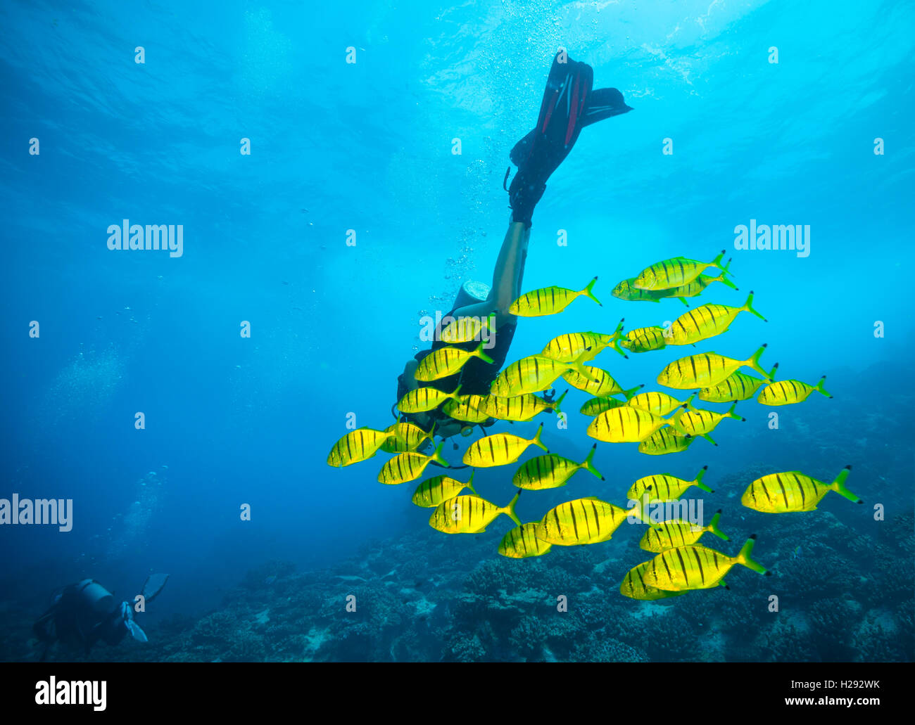 Gregge di pesce giallo che scorre in Oceano Indiano Foto Stock