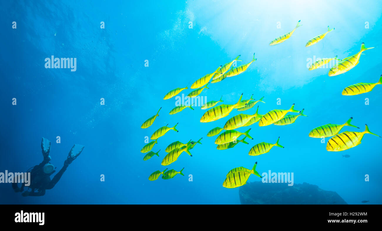 Gregge di pesce giallo che scorre in Oceano Indiano Foto Stock
