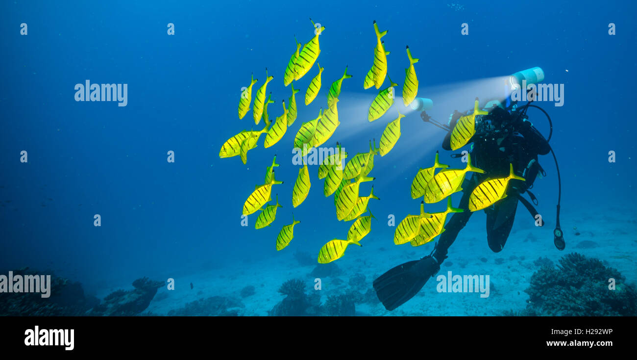 Gregge di pesce giallo che scorre in Oceano Indiano Foto Stock