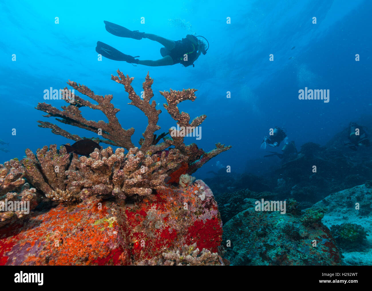 Gruppo di subacquei esplorare fondali. La vita subacquea con splendide rocce coralline e Foto Stock