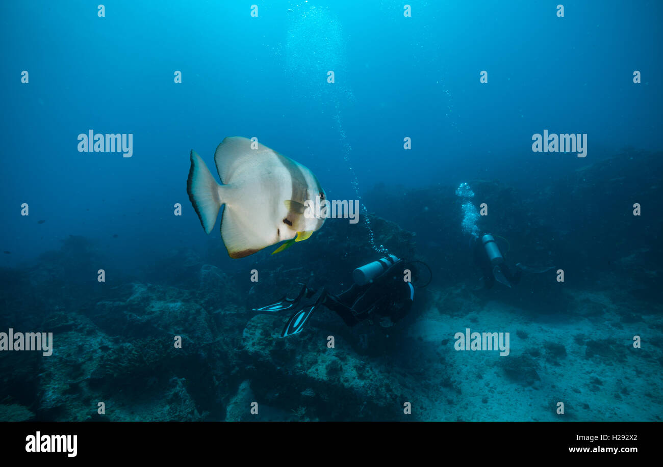 Gruppo di subacquei esplorare fondali con grande pesce piatto sul primo piano. La vita subacquea con splendide rocce coralline e Foto Stock