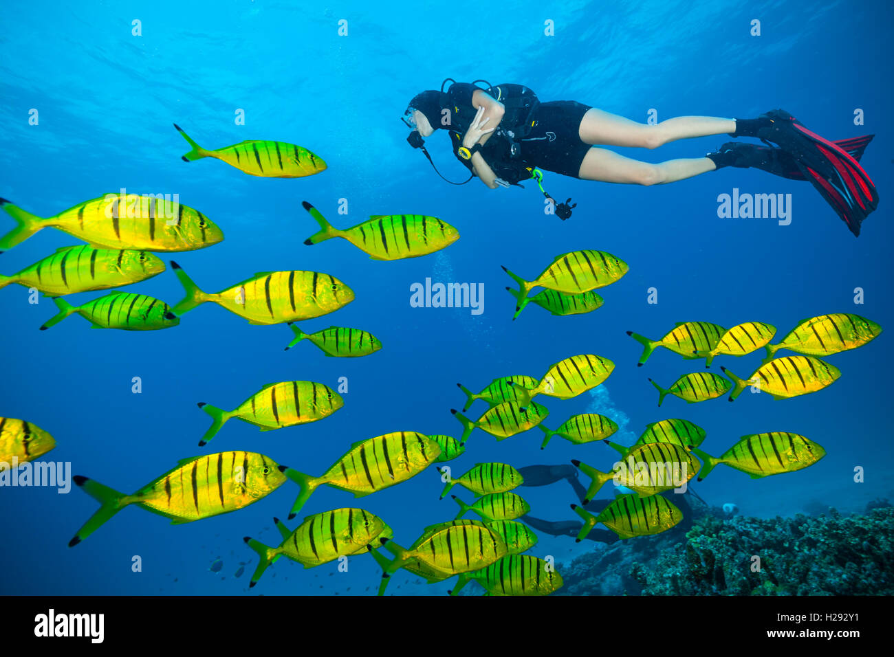 Gregge di pesce giallo che scorre in Oceano Indiano Foto Stock