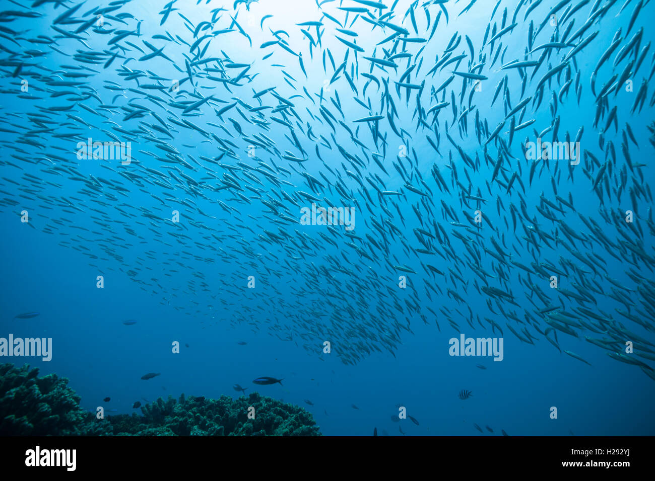 Branco di pesci che scorre in Oceano Indiano Foto Stock