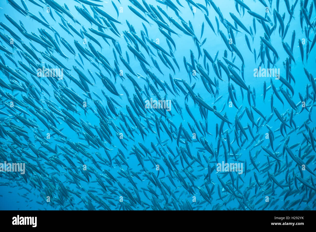 Branco di pesci che scorre in Oceano Indiano Foto Stock