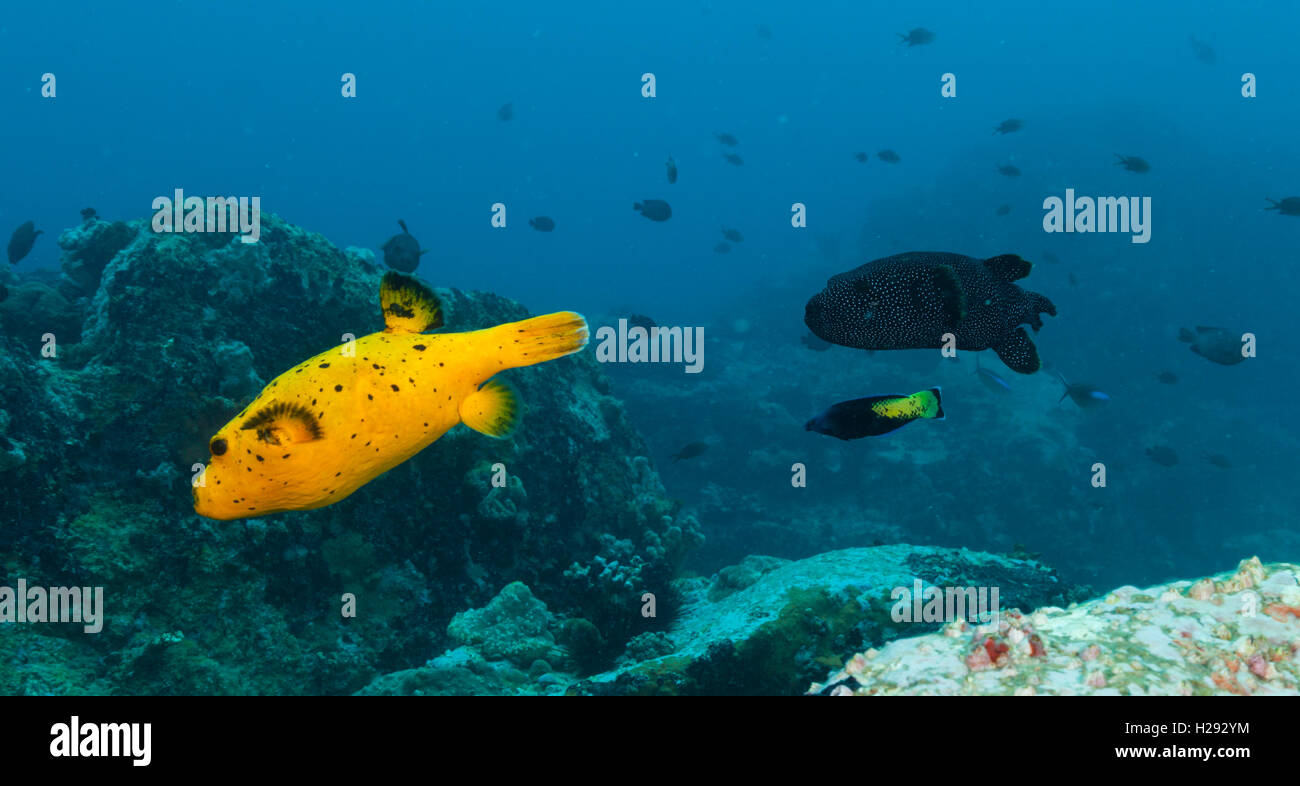 Bella boxfish colorati che scorre in Oceano Indiano Foto Stock