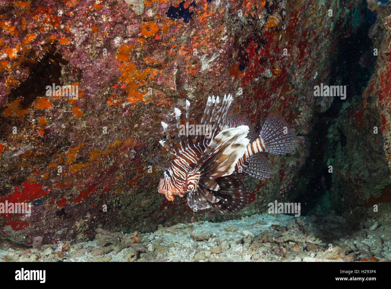 Pesce leone, pterois volitans che scorre accanto alla barriera corallina Foto Stock