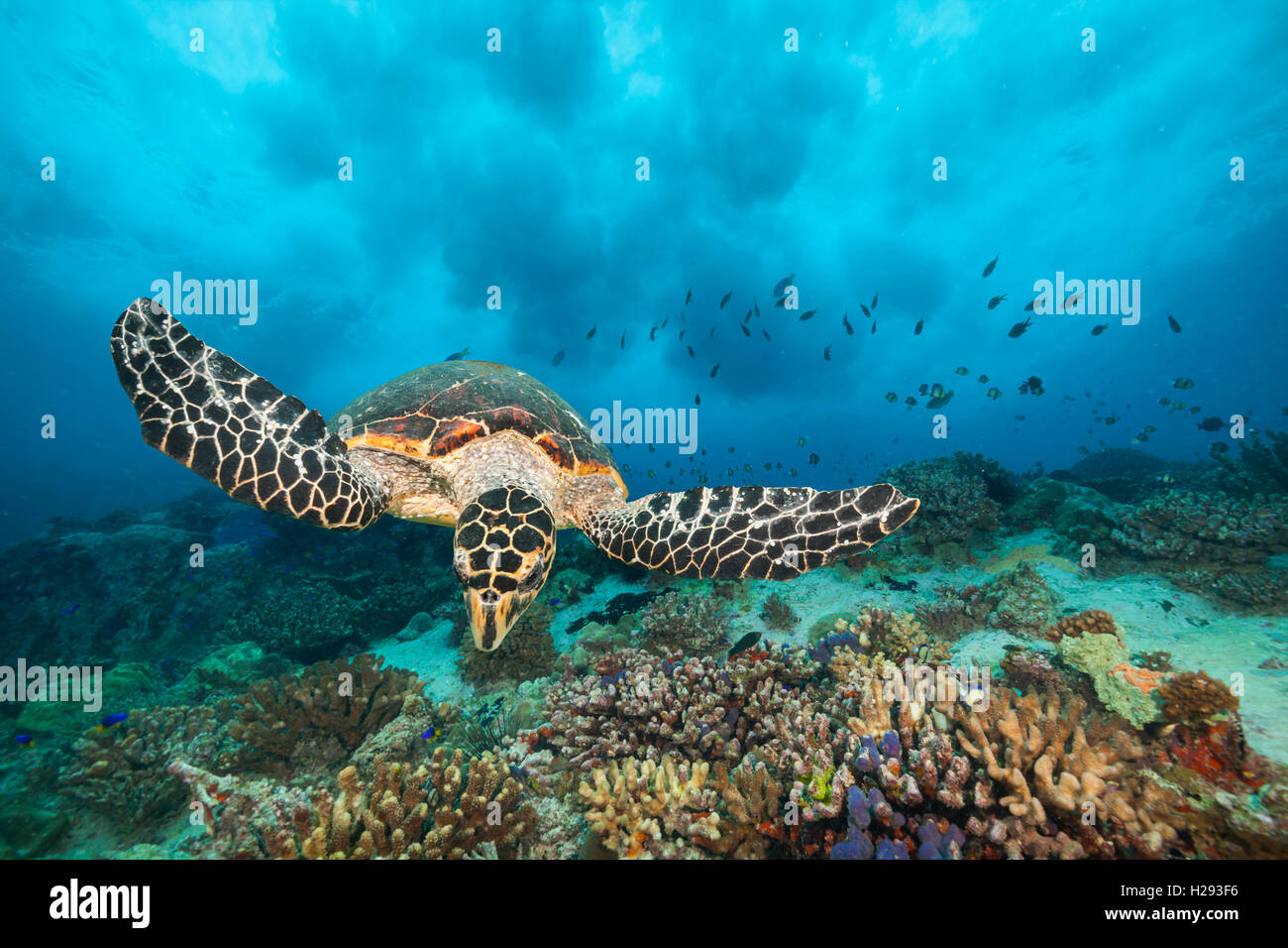 Hawksbill tartaruga di mare fluente nell oceano Indiano Foto Stock