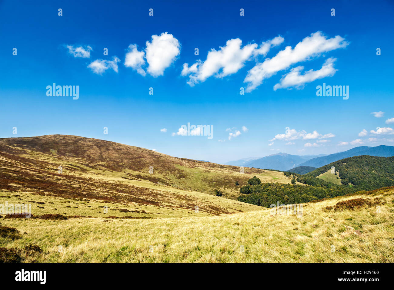 Inizio autunno paesaggio di montagna sotto il cielo blu con nuvole nella luce del mattino. prato con erba selvatica su un pendio. Foto Stock