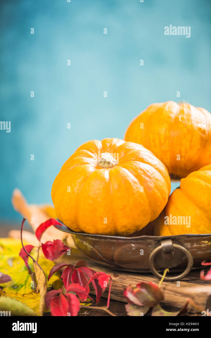 La raccolta autunnale zucche su sfondo autumnall Foto Stock