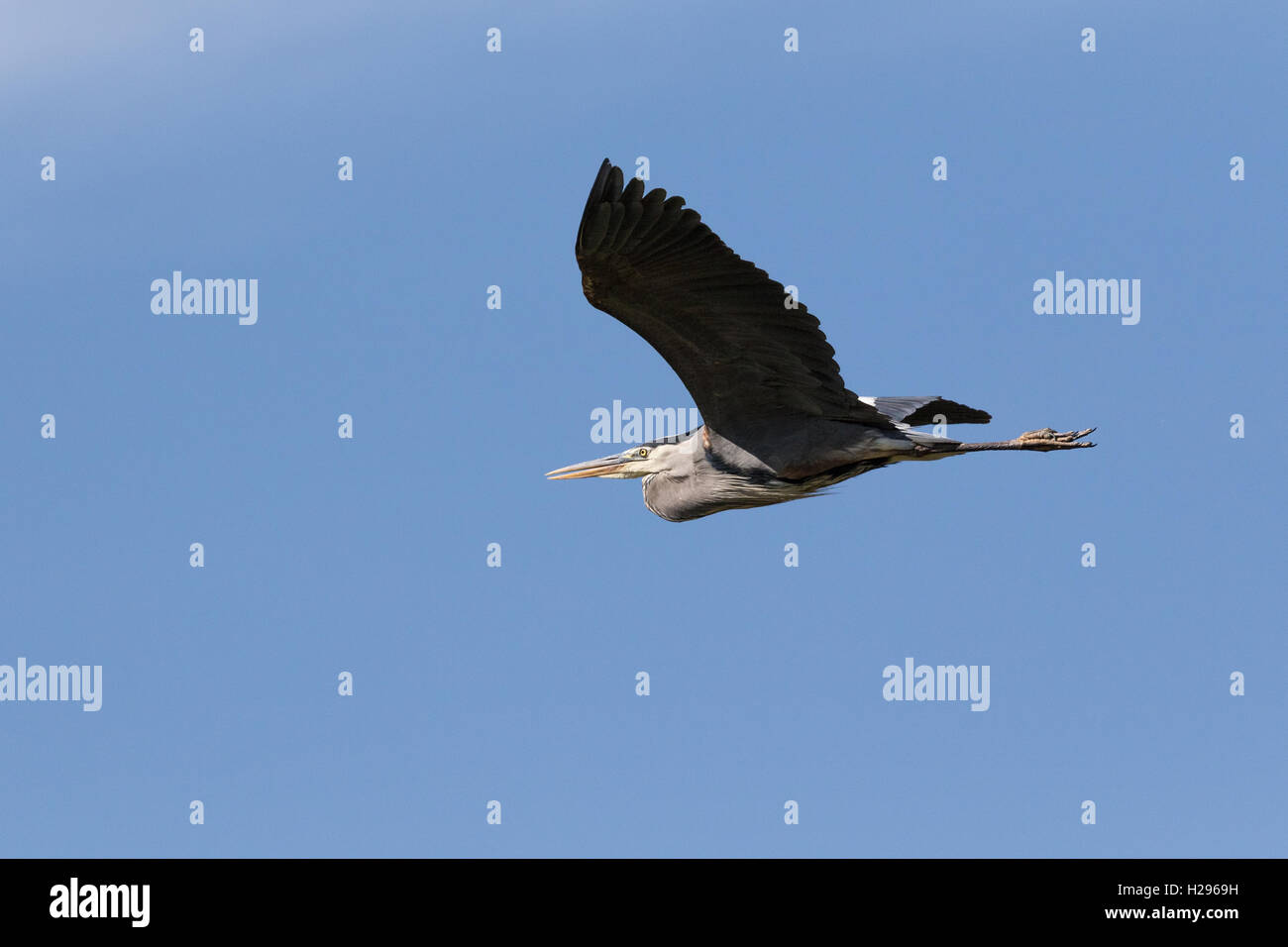 L'airone blu, (Ardea erodiade), è il più grande heron in Nord America. Qui si vola sopra una zona umida in cerca di prede. Foto Stock
