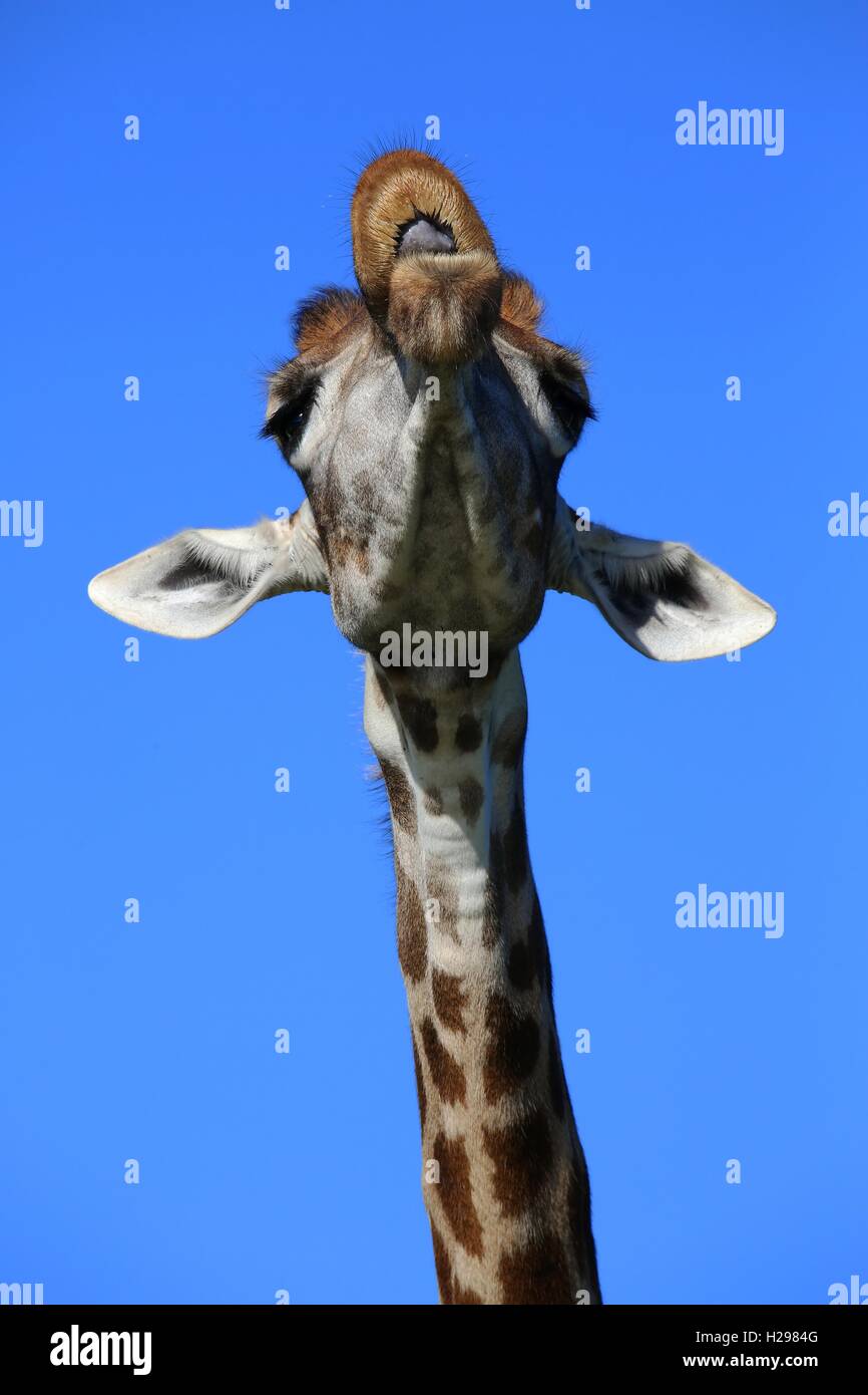 La giraffa divertente volto Foto Stock