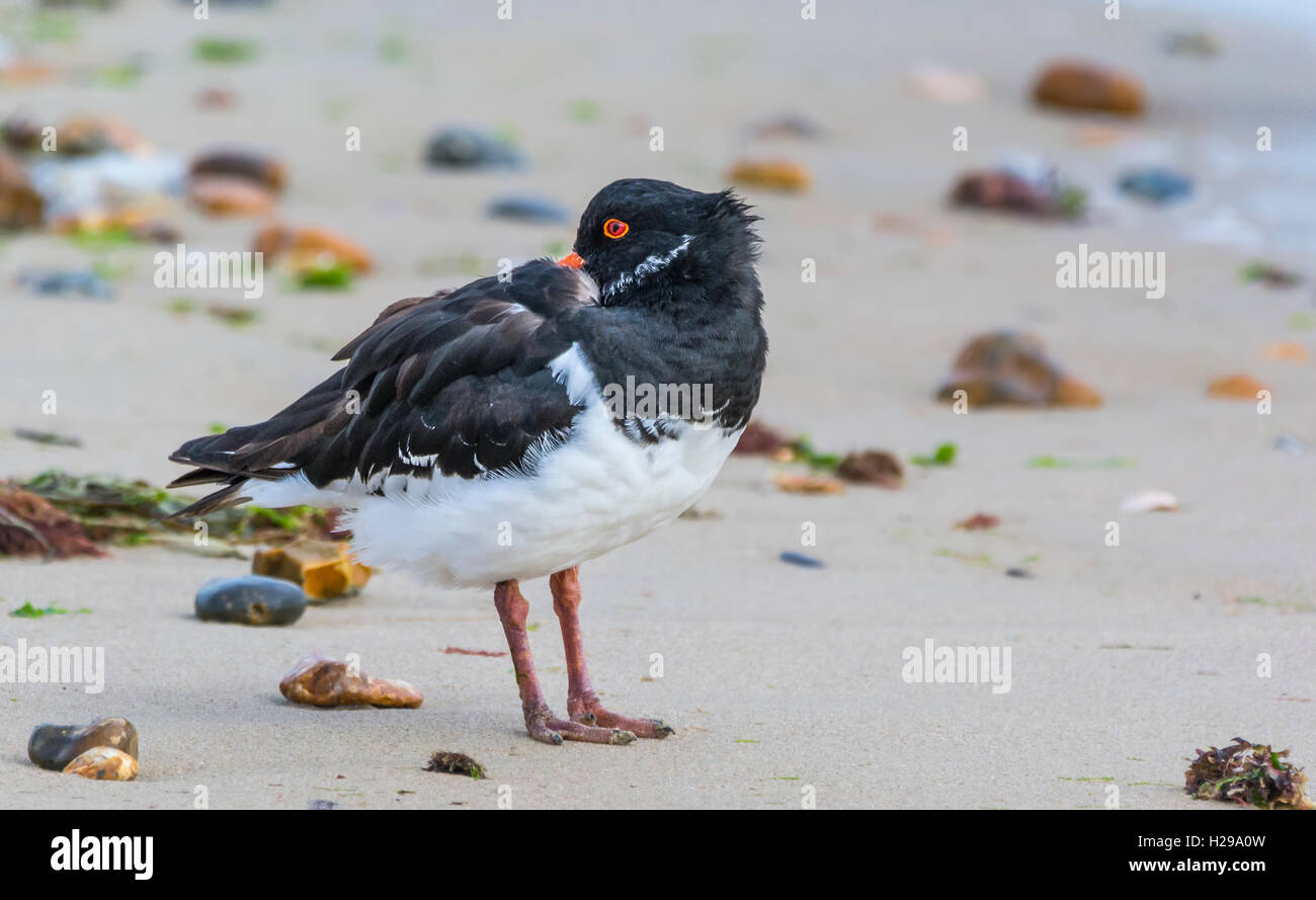 Eurasian Oystercatcher bird (Haematopus ostralegus) in piedi su una spiaggia nel West Sussex, in Inghilterra, Regno Unito. Foto Stock