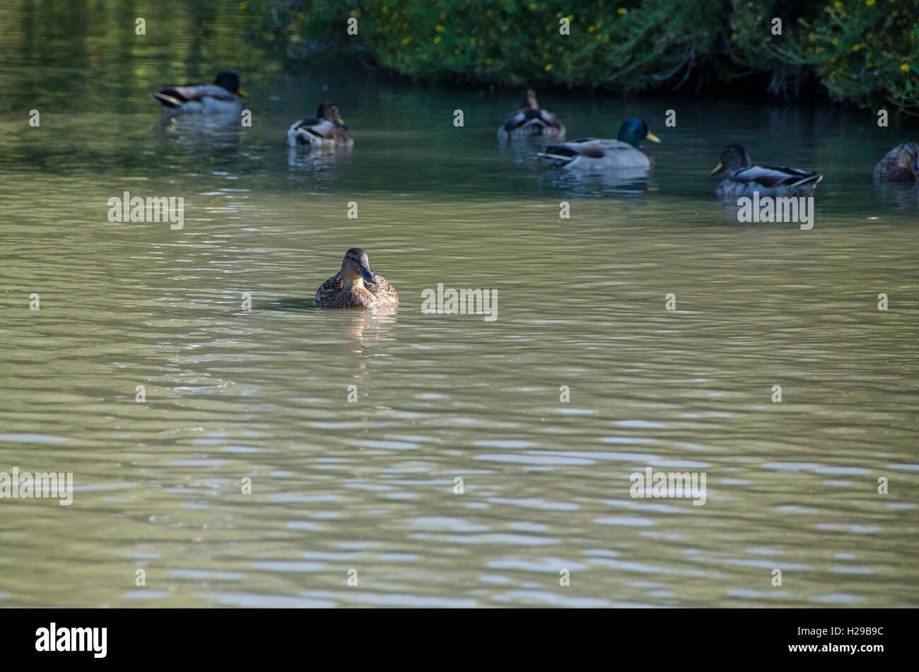 Canards, Pont de Gau, Camargue, Francia Foto Stock