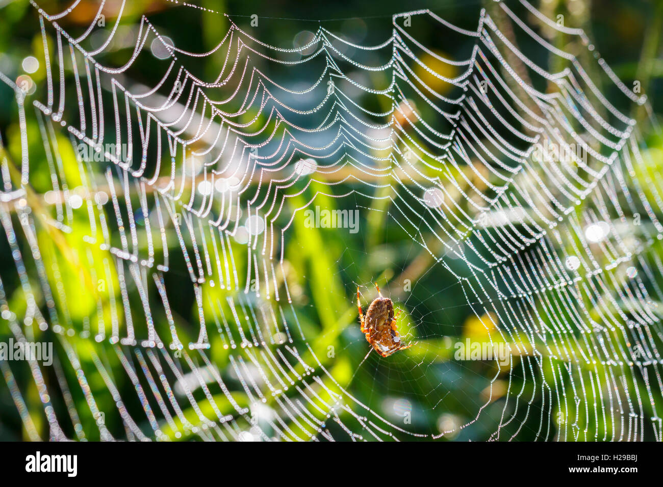 Giardino europeo spider, diadema spider, cross spider, o coronato orb weaver (Araneus diadematus). Foto Stock