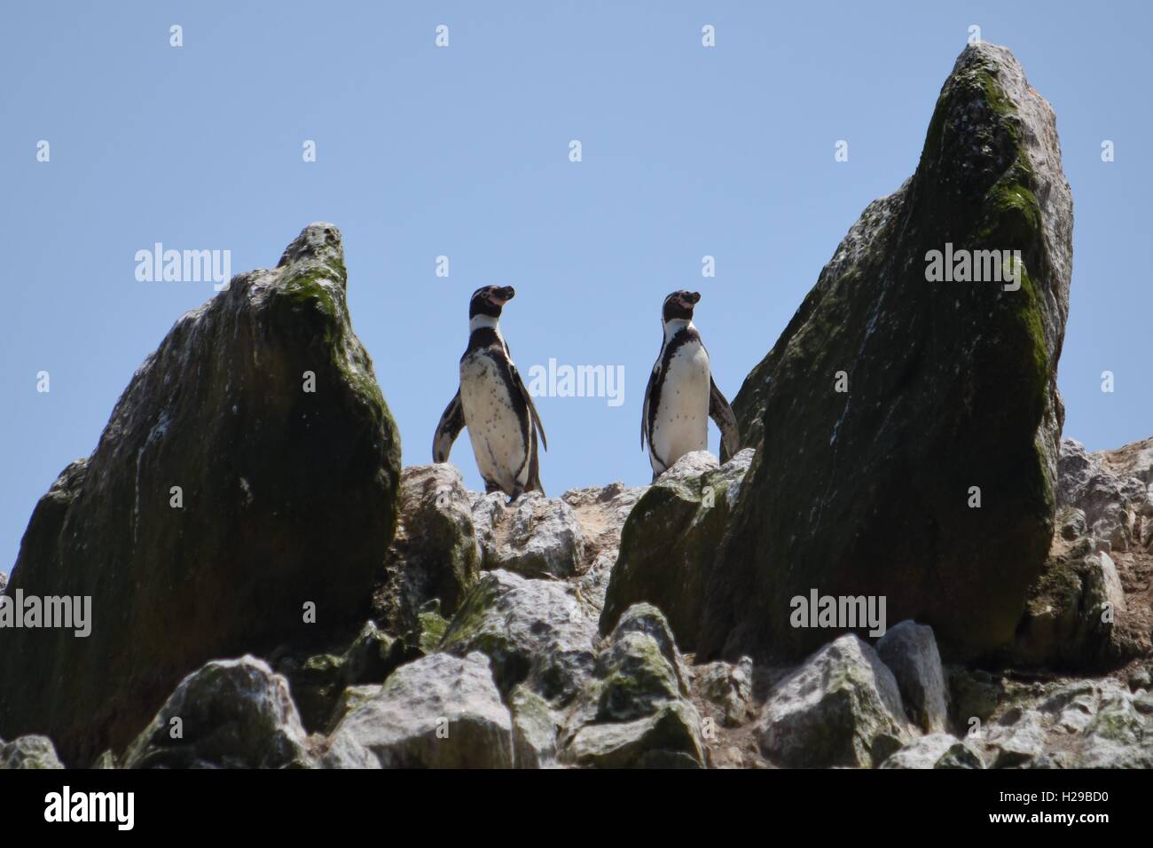Penguin, Fauna, Paracas, Islas Ballestas, Perù Foto Stock