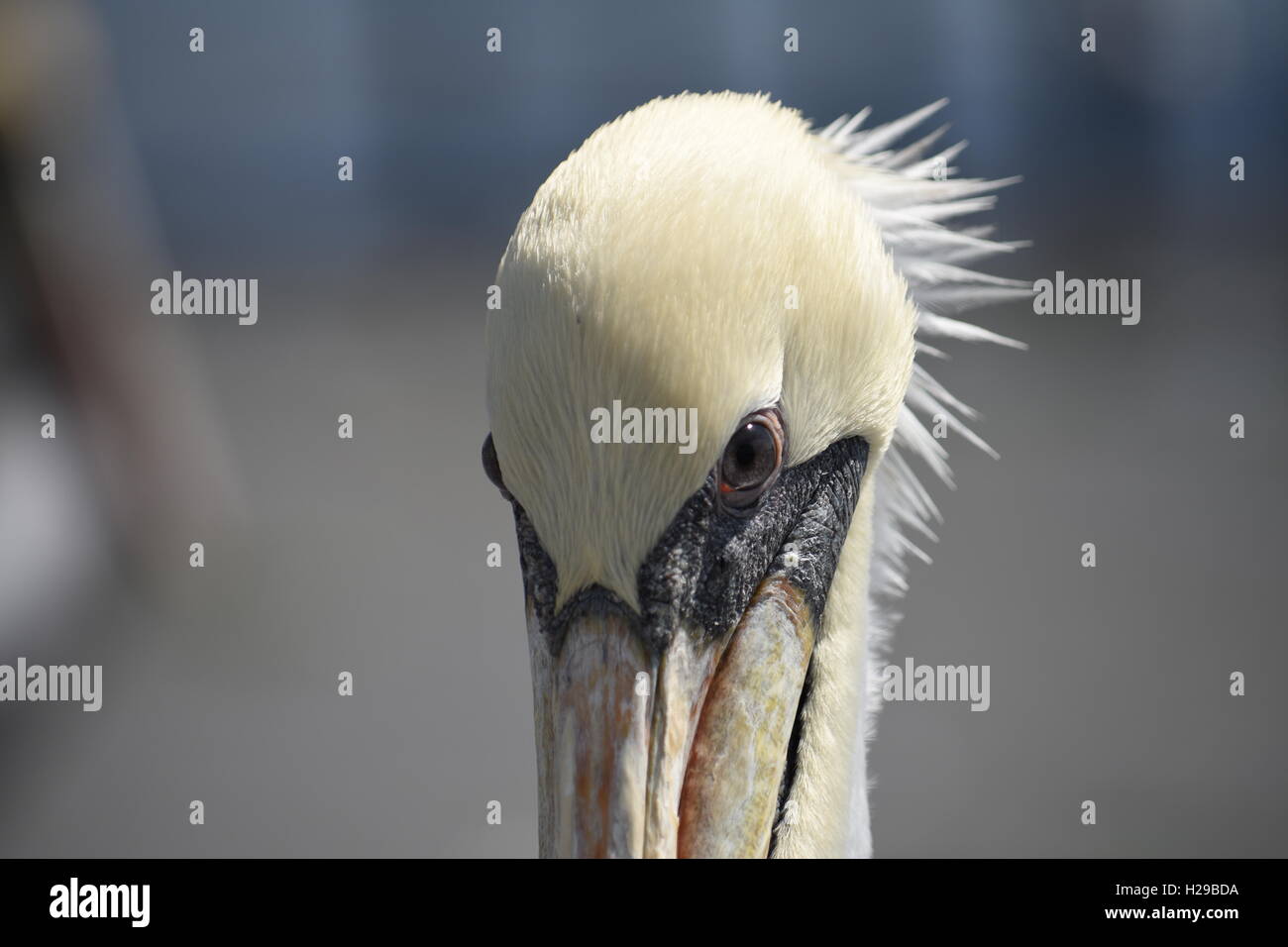 Pelican, Fauna, Paracas, Islas Ballestas, Perù Foto Stock