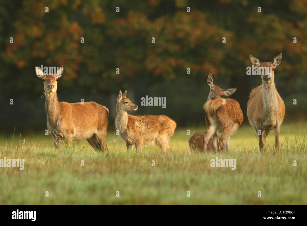 Il cervo (Cervus elaphus) nelle Highlands della Scozia. Foto Stock