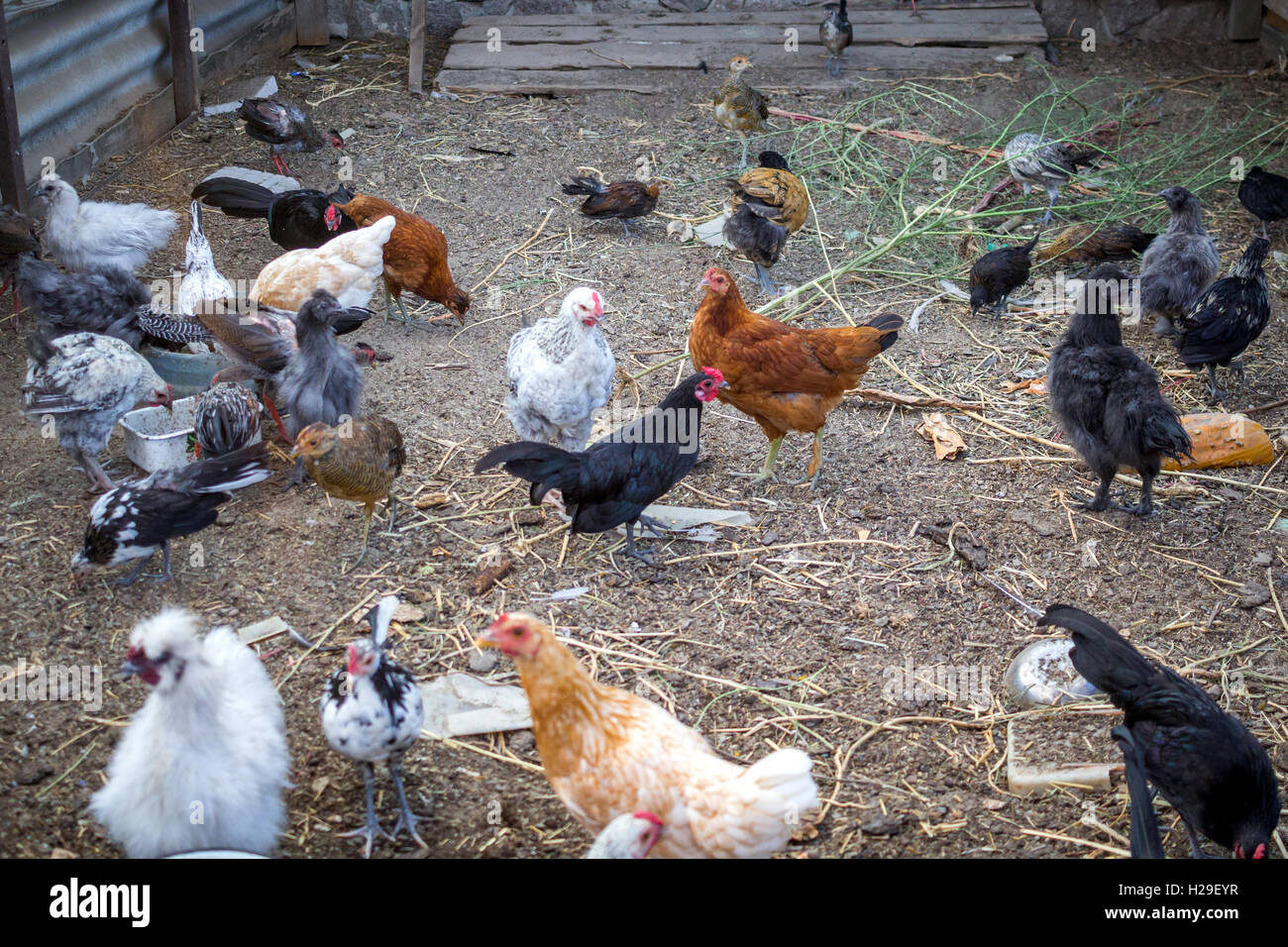 Pollo, i galli e le galline a fattoria di campagna pollaio Foto stock -  Alamy