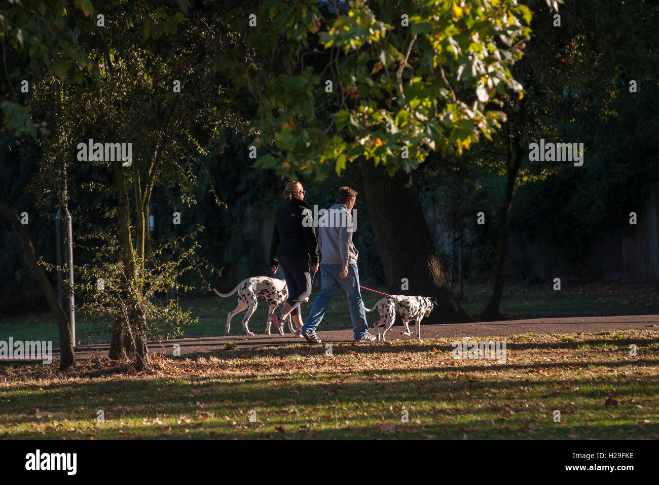 Un giovane a piedi i loro cani dalmata in sunshime Foto Stock
