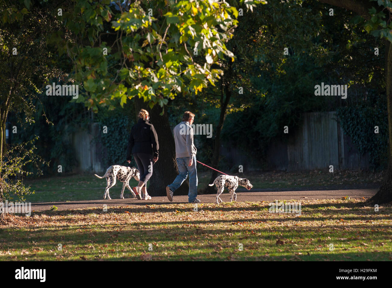 Un giovane a piedi i loro cani dalmata in sunshime Foto Stock