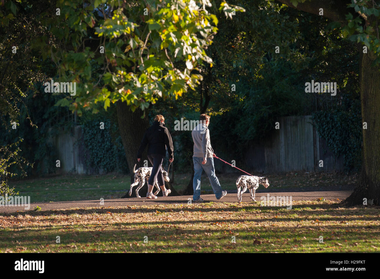 Un giovane a piedi i loro cani dalmata in sunshime Foto Stock