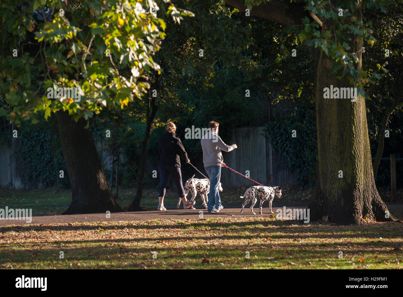 Un giovane a piedi i loro cani dalmata in sunshime Foto Stock