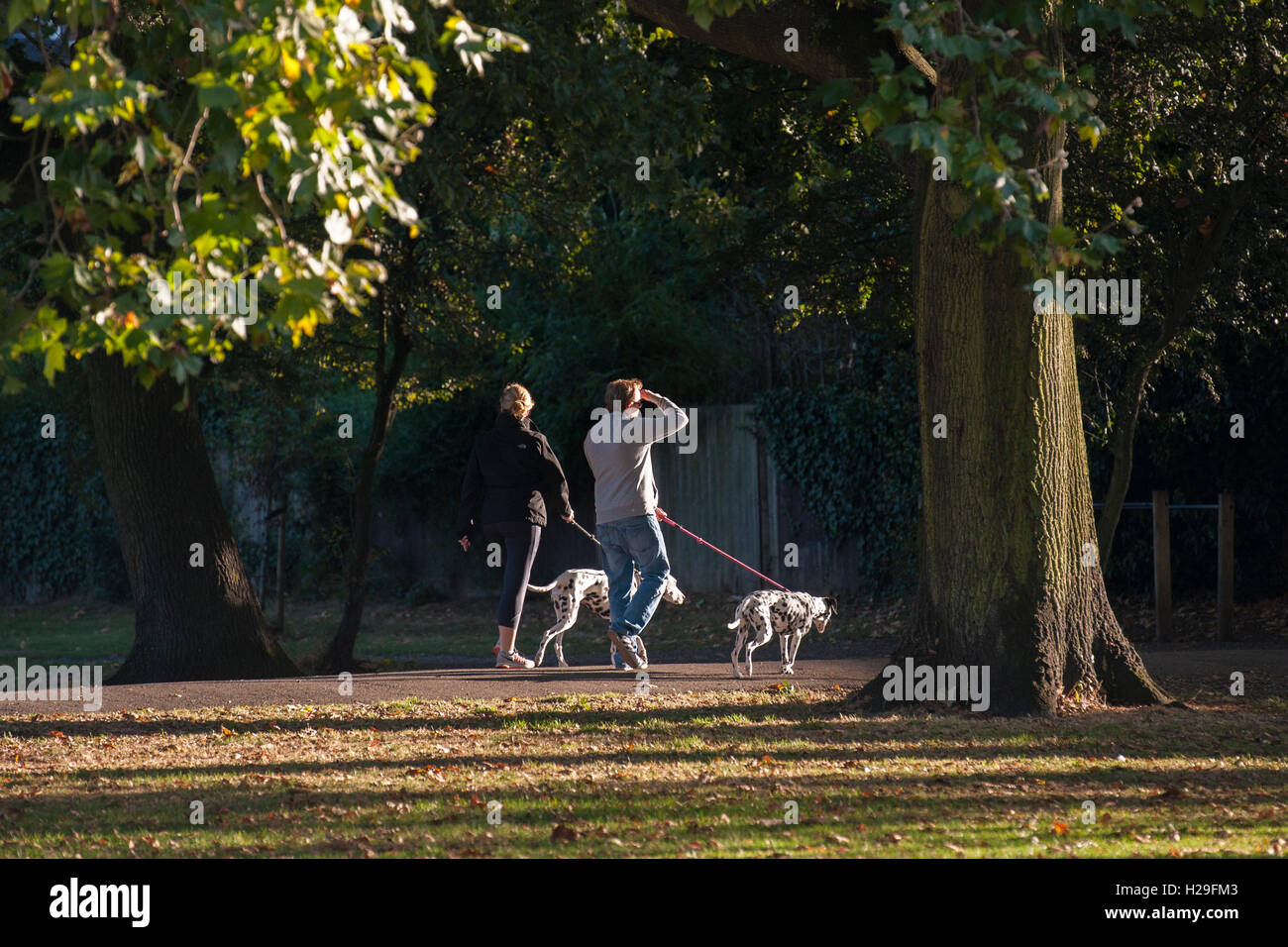 Un giovane a piedi i loro cani dalmata in sunshime Foto Stock