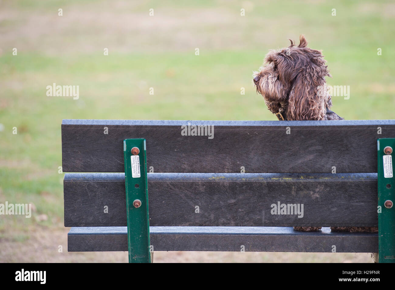 Un cane su un banco di lavoro Foto Stock