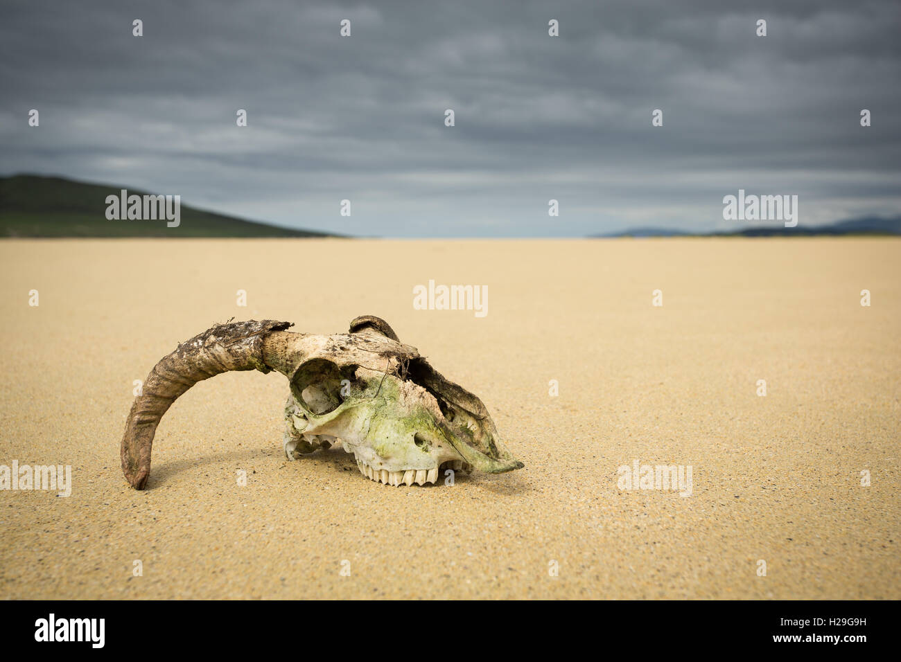 Cranio di pecora sulle sabbie della spiaggia Northton, Isle of Harris, Ebridi Esterne, Scozia Foto Stock
