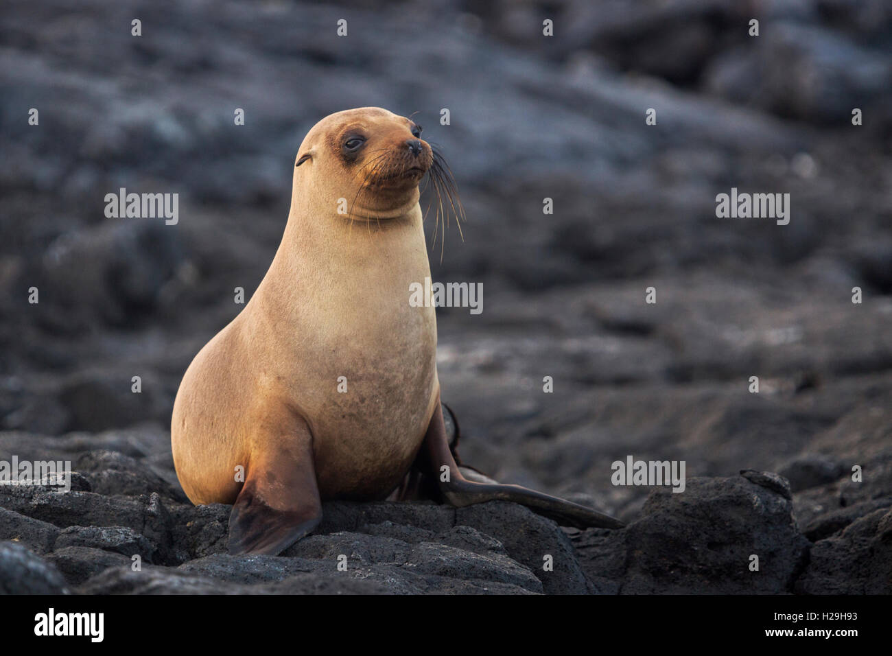 Sea Lion su roccia bartolome galapagos ecuador Foto Stock