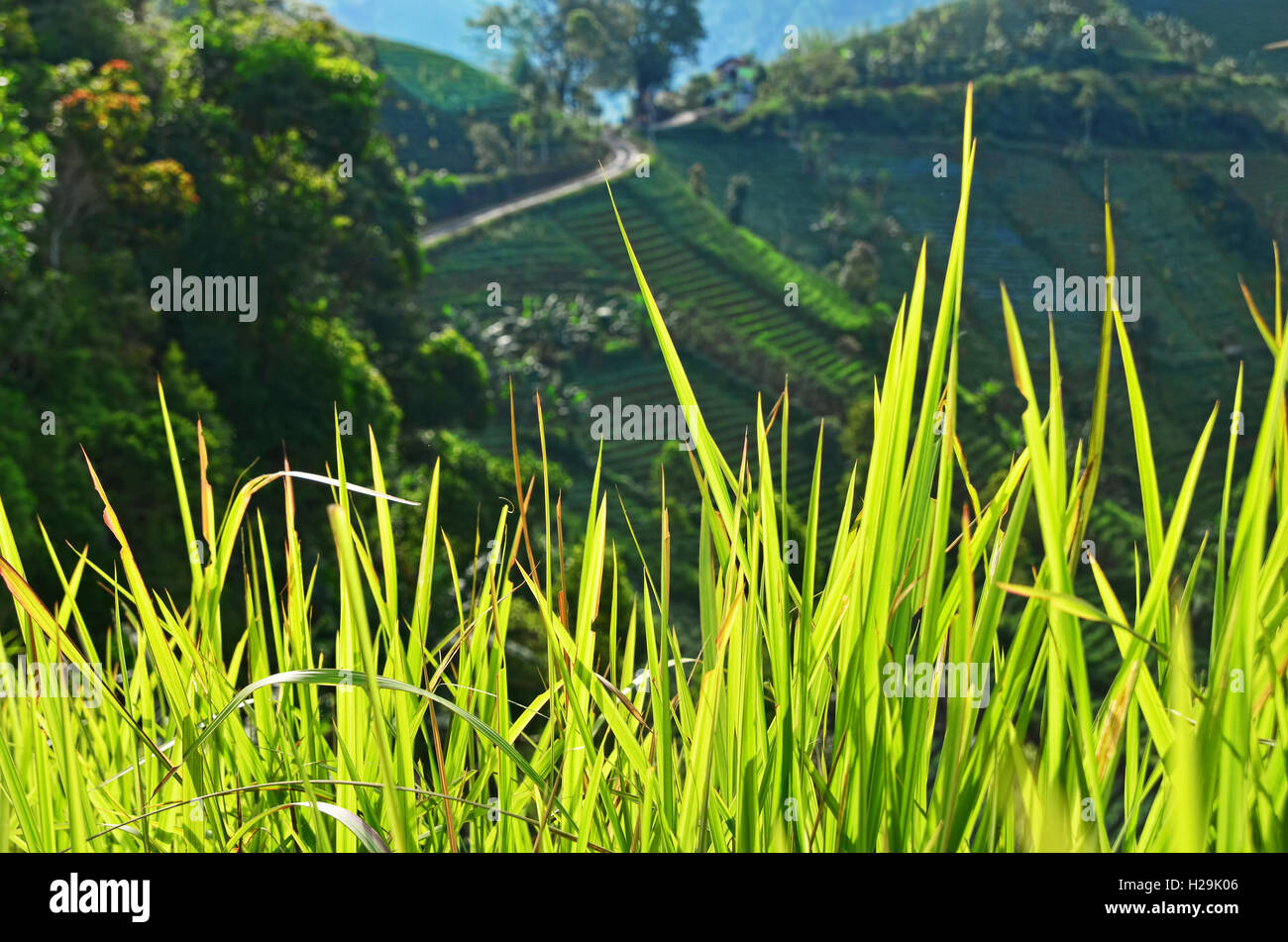 Verde erba selvatica su una collina Foto Stock