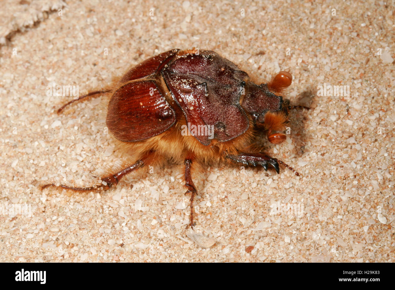 Scarabeo scarabeo di notte in zone costiere habitat di sabbia Foto Stock