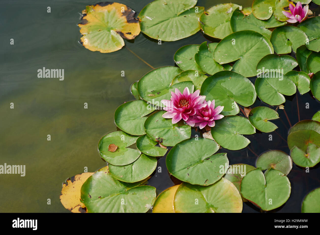 Bellissimo fiore in fiore - rosa giglio di acqua su un laghetto Foto Stock