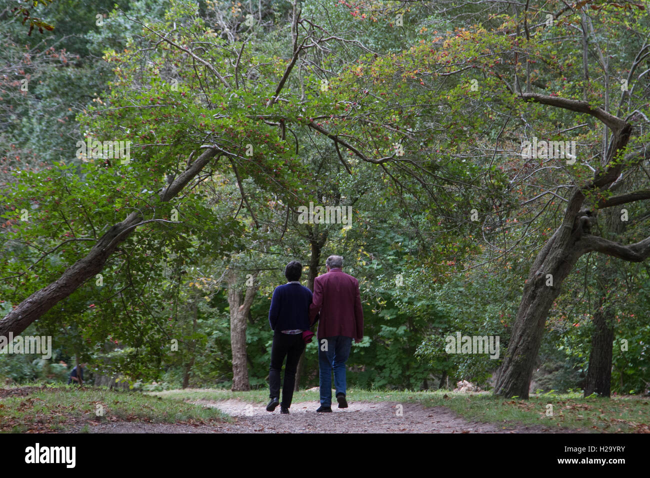 Il torneo di Wimbledon di Londra, Regno Unito. 26 Sep, 2016. La gente a piedi su Wimbledon Common sul grigio di una giornata autunnale a foglie di albero iniziano a credito di colore: amer ghazzal/Alamy Live News Foto Stock