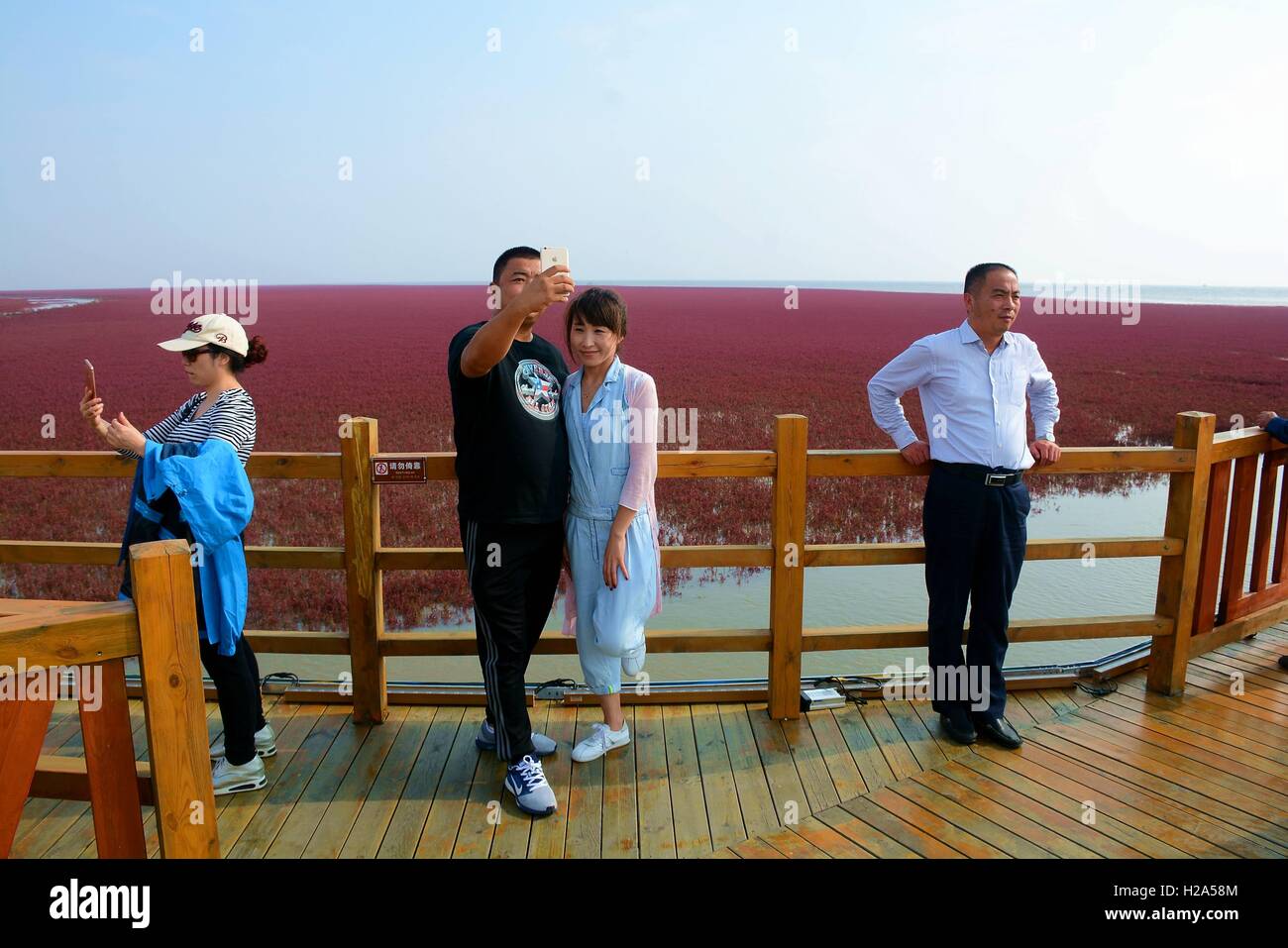 Panjin, Panjin, Cina. 26 Sep, 2016. I visitatori accorrono per la spiaggia rossa in Panjin, a nord-est della Cina di Liaoning, 26 settembre 2016. La spiaggia rossa non è coperto di sabbia, invece, è coperta da un tipo di alga marina. Come arriva l'autunno, la spiaggia rossa abbraccia il suo periodo più bello per visitare, girando vividamente rosso. Credito: SIPA Asia/ZUMA filo/Alamy Live News Foto Stock