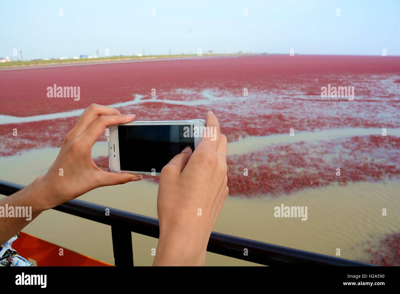 Panjin, Panjin, Cina. 26 Sep, 2016. I visitatori accorrono per la spiaggia rossa in Panjin, a nord-est della Cina di Liaoning, 26 settembre 2016. La spiaggia rossa non è coperto di sabbia, invece, è coperta da un tipo di alga marina. Come arriva l'autunno, la spiaggia rossa abbraccia il suo periodo più bello per visitare, girando vividamente rosso. Credito: SIPA Asia/ZUMA filo/Alamy Live News Foto Stock