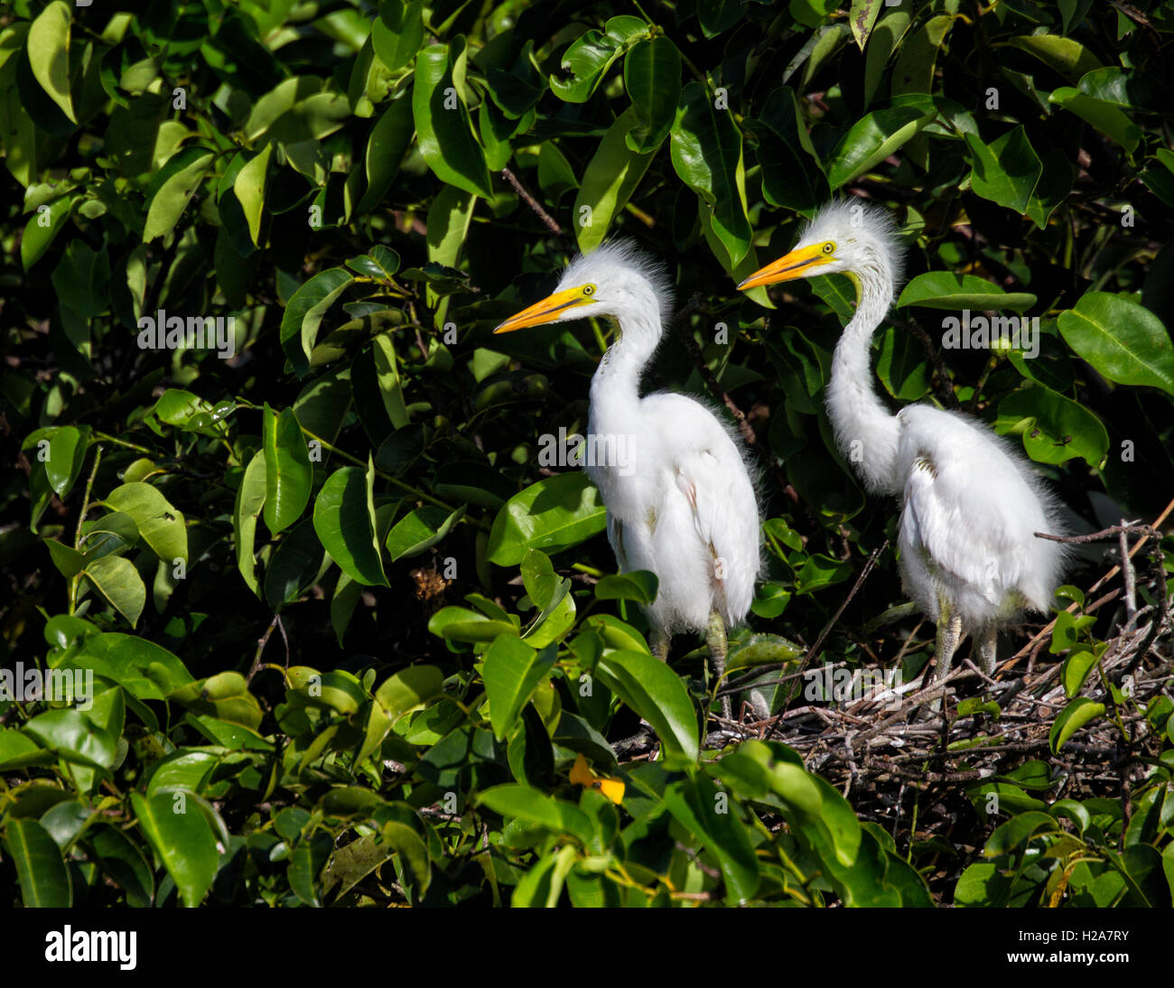 I gemelli airone bianco pulcini cercando curiosamente intorno andalone sul loro nido dopo la partenza dei loro genitori dopo una alimentazione. Foto Stock