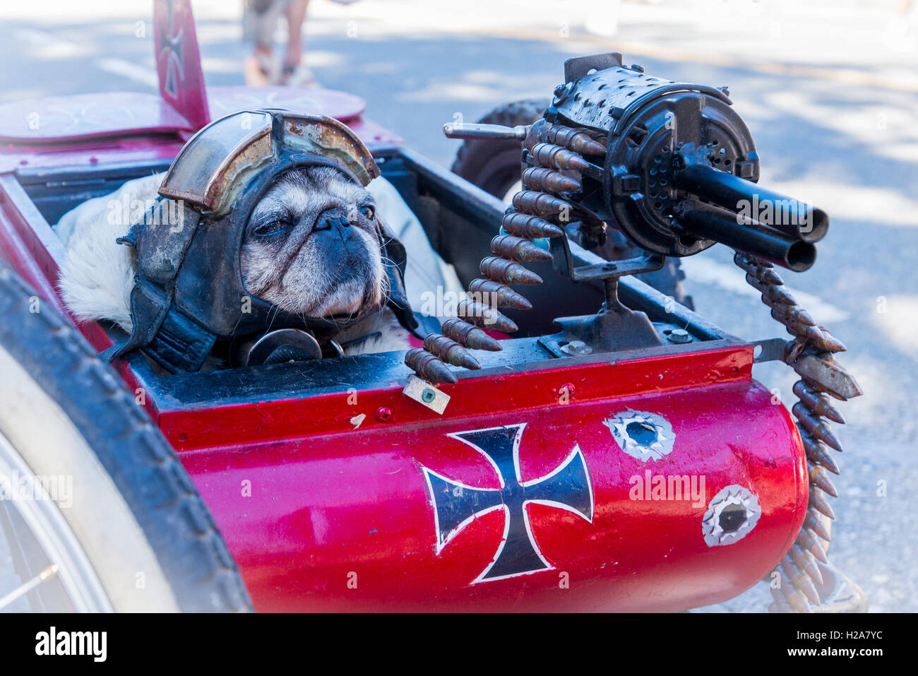Multi-media artist Mad Dog punk sidecar di bicicletta con la mitragliatrice e helmeted cane, Vancouver, British Columbia, Canada, Foto Stock