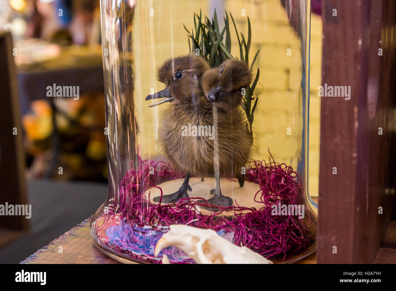 Due testa pulcino di anatra Foto Stock