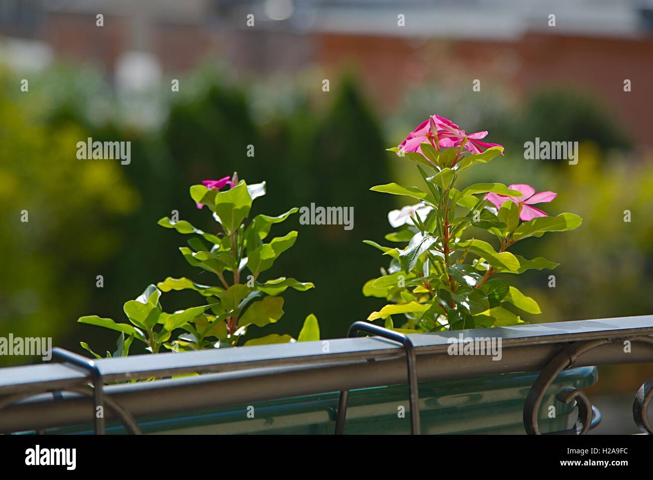 Piccolo fiore closeup Foto Stock