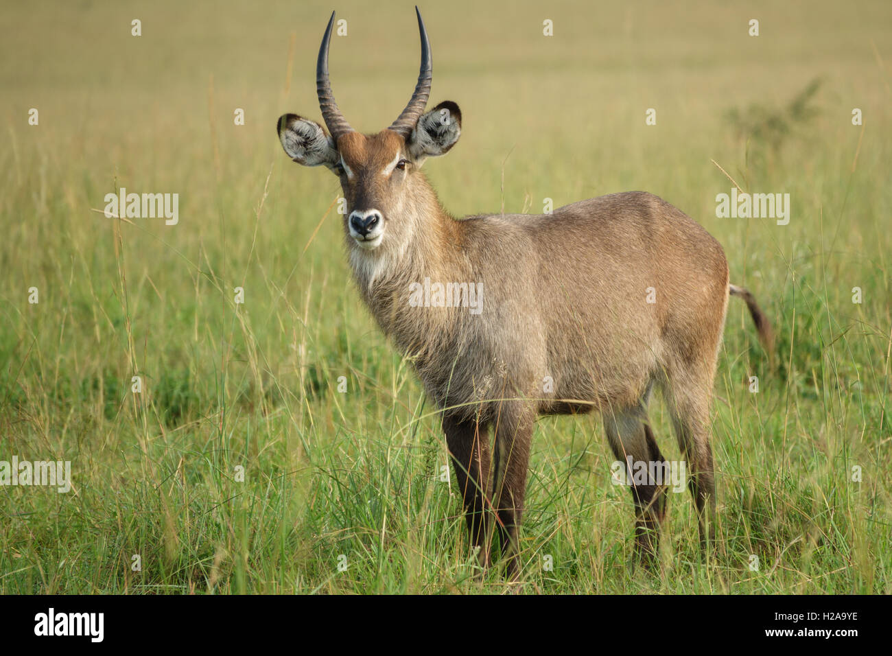 Ritratto di un Waterbuck bull Foto Stock