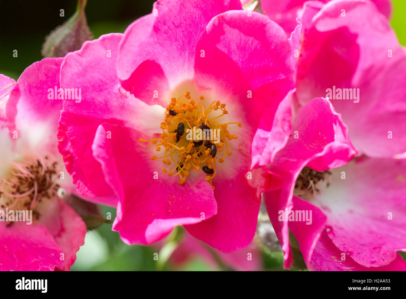 Rosa 'American Pillar' con fiori rosa e coleotteri di polline, Brassicogethes aeneus, Berkshire, giugno Foto Stock