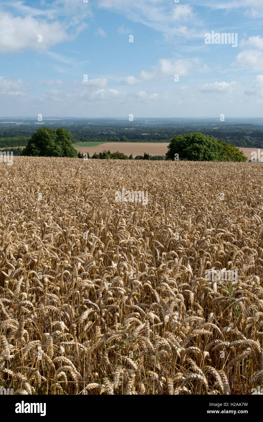 Campo di golden grano di inverno in una bella giornata estiva, North Wessex Downs, Berkshire, Agosto Foto Stock
