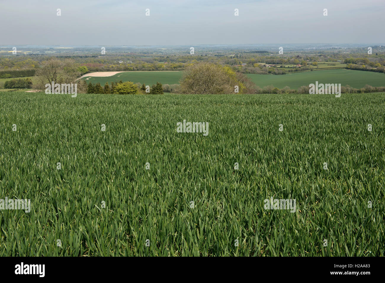 Campo di grano invernale prima della spigatura su una ammenda tarda primavera, North Wessex Downs, Berkshire, può Foto Stock
