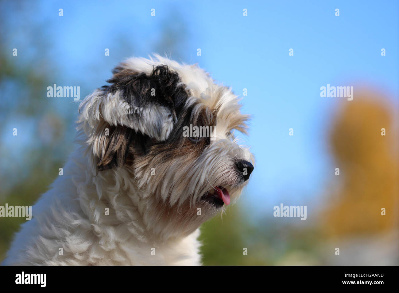 Ritratto di un grazioso piccolo cucciolo tricolore Foto Stock