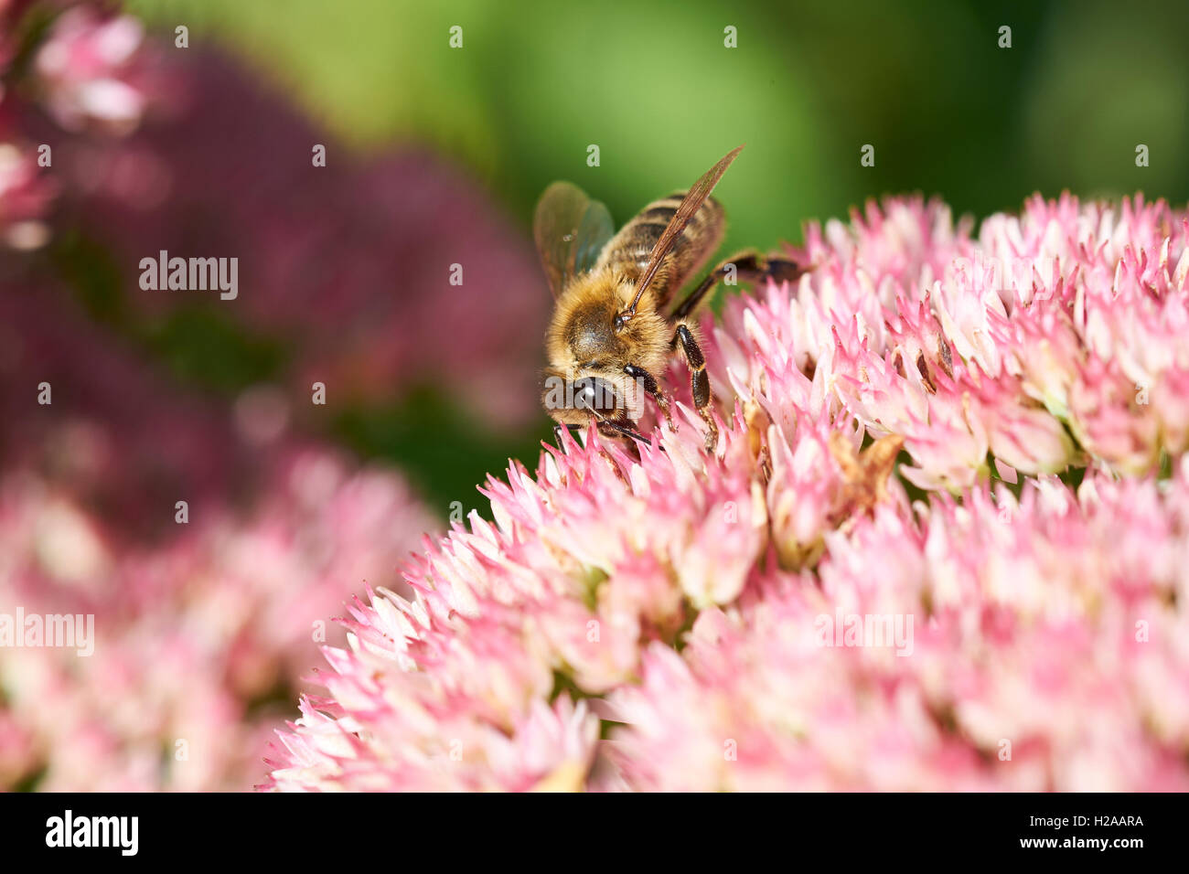 Il miele delle api (Apis mellifera) raccogliendo il polline da giardino estivo fiori. Foto Stock