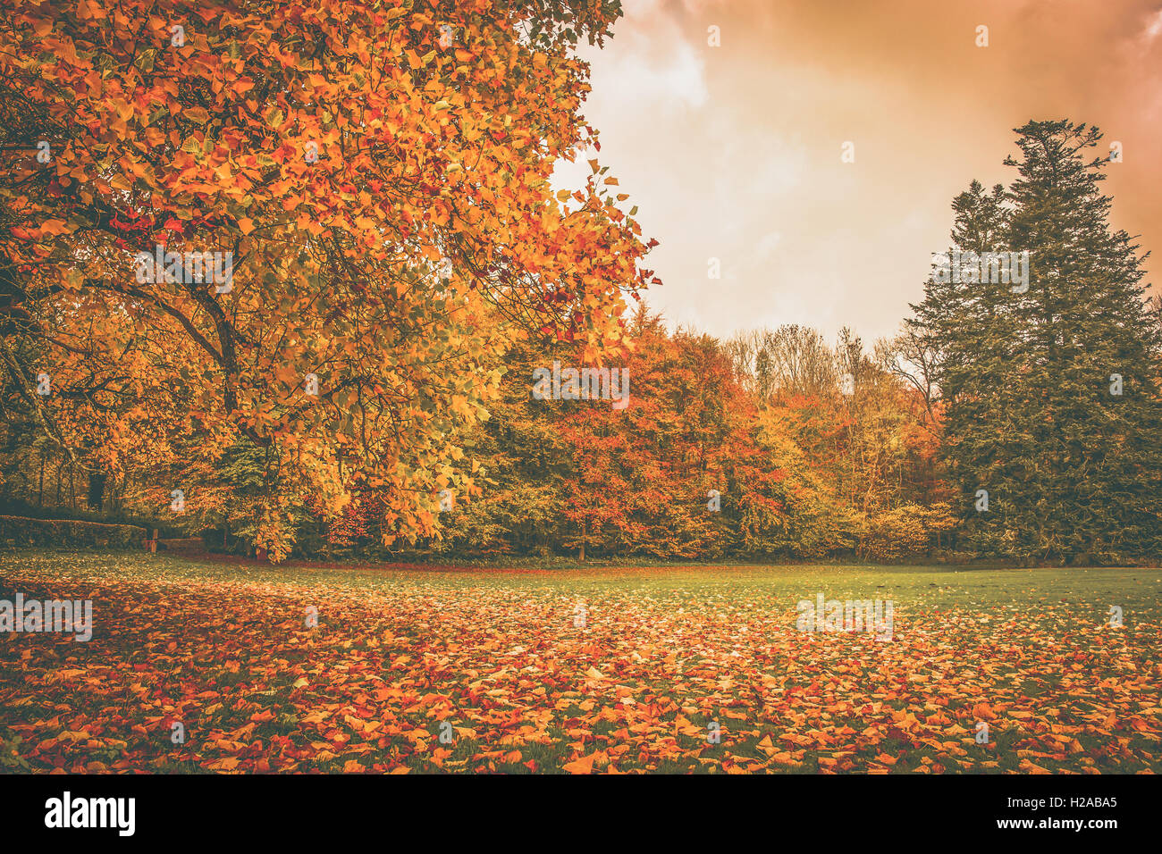 Foglie di autunno in un parco sotto un albero colorato Foto Stock