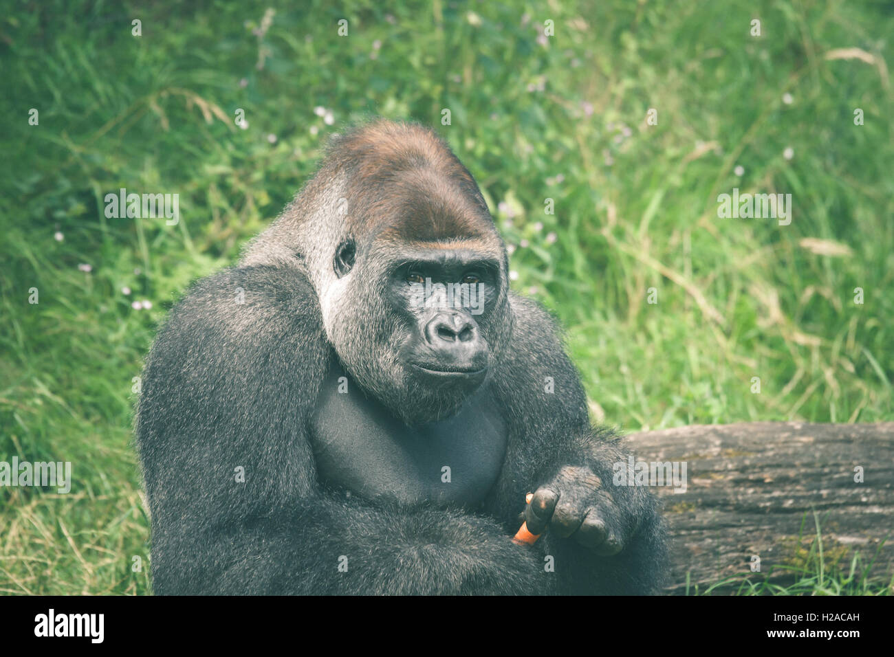 Carino gorilla di mangiare una carota in erba verde Foto Stock