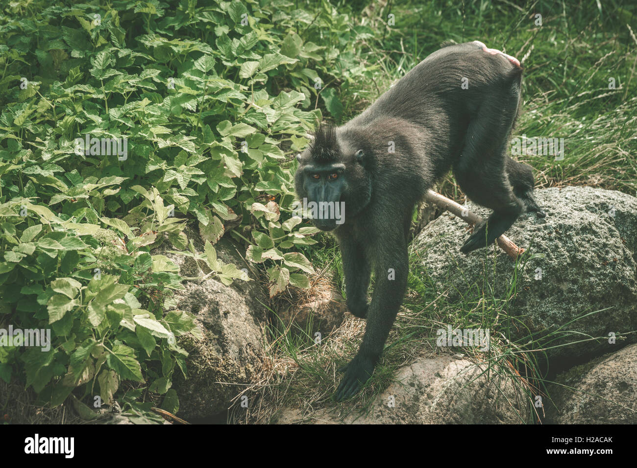 Macaca Nigra monkey arrampicata sulle rocce nel verde della natura Foto Stock